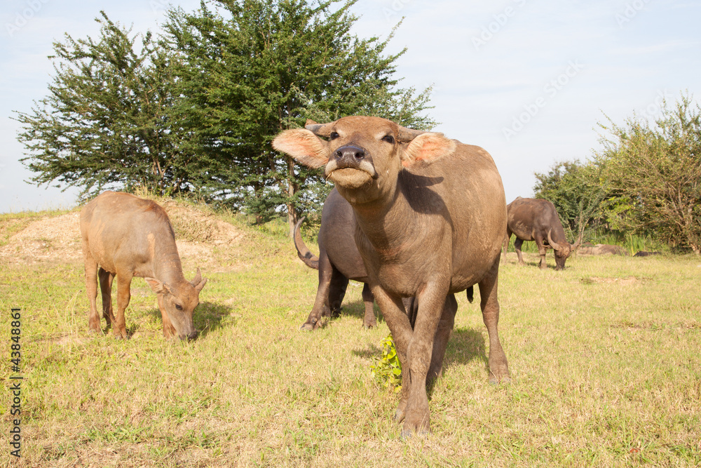 buffalo in a rice field buffalo in a rice field