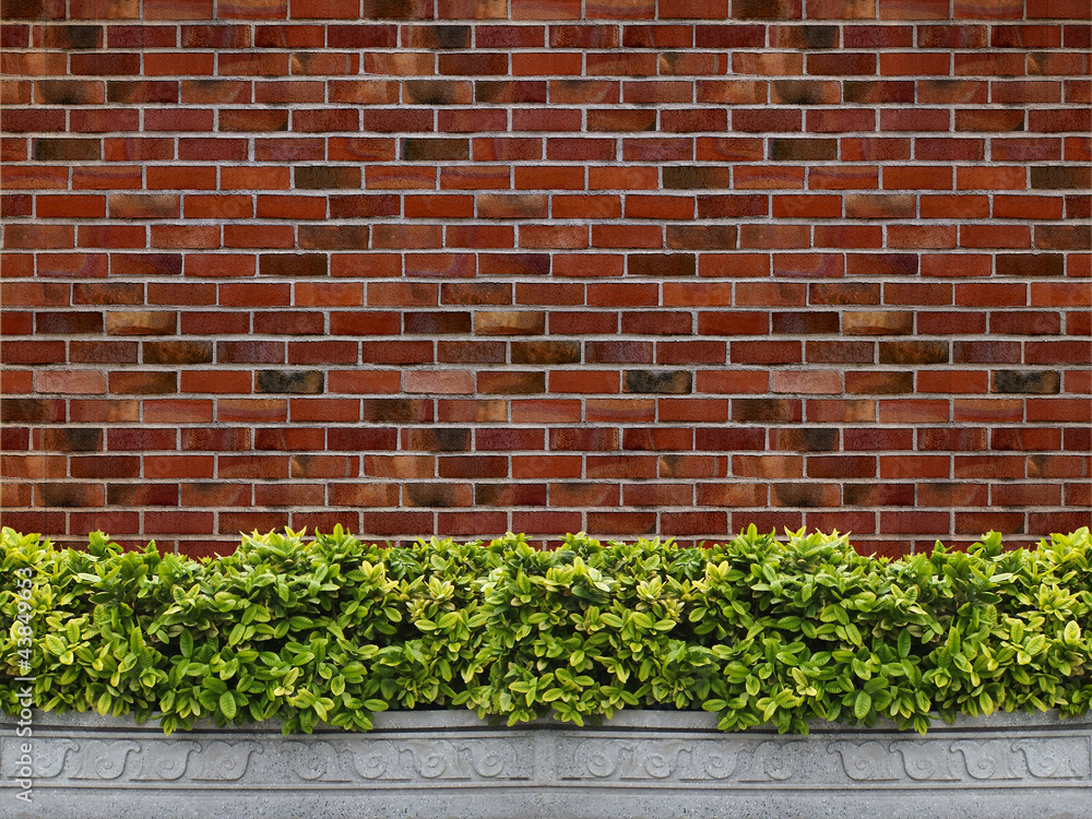 Tree with brick wall background Tree with brick wall background