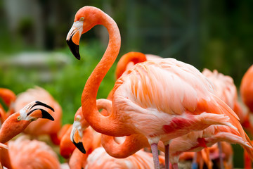 Poster Flamingo Roze flamingo in zacht licht  © Pagina