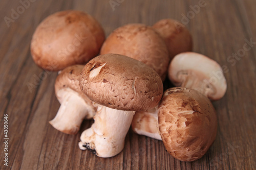 group of mushrooms