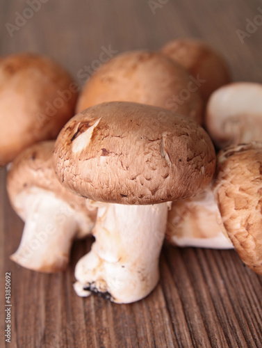 group of mushrooms