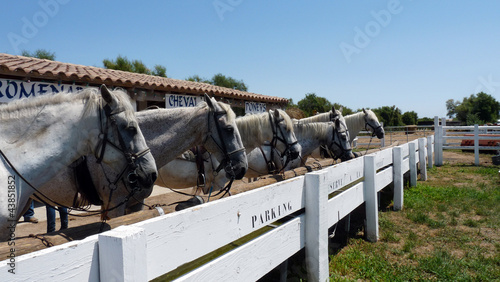 chevaux camargue