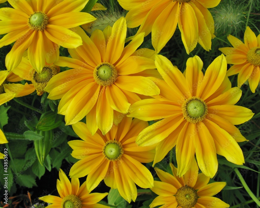 Yellow dahlia flowers in a garden Yellow dahlia flowers in a garden