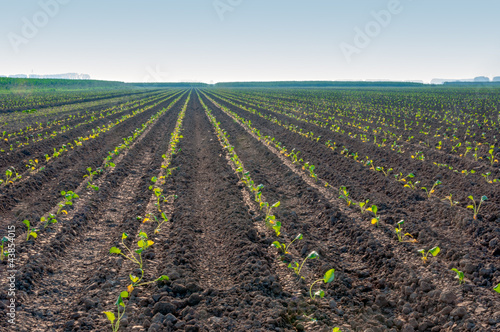 Rows of cabbage plants early in the morning