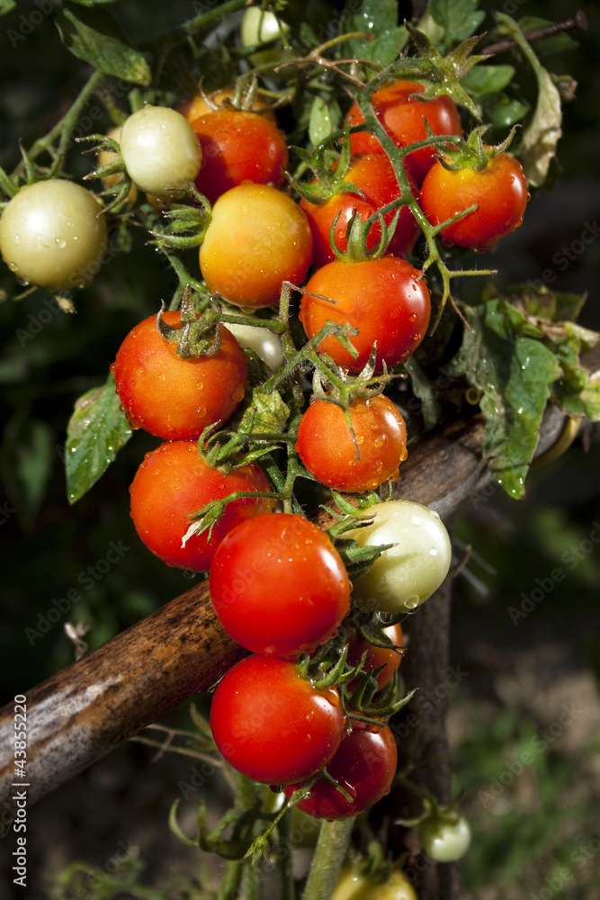 Red Tomatoes and Green Leafes