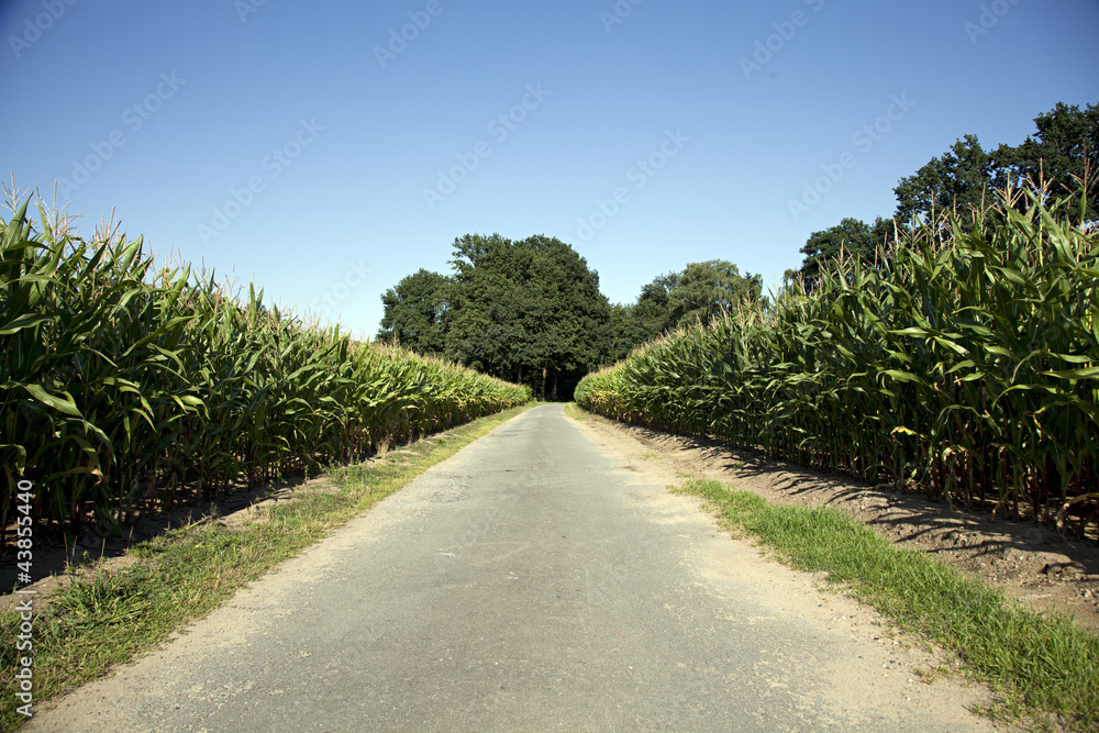 Zwei Maisfelder