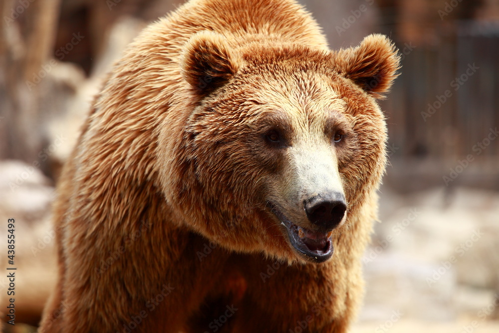 Brown bear looking for food in Madrid Zoo Brown bear looking for food in Madrid Zoo