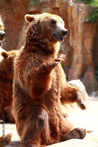 Brown bear looking for food in Madrid Zoo