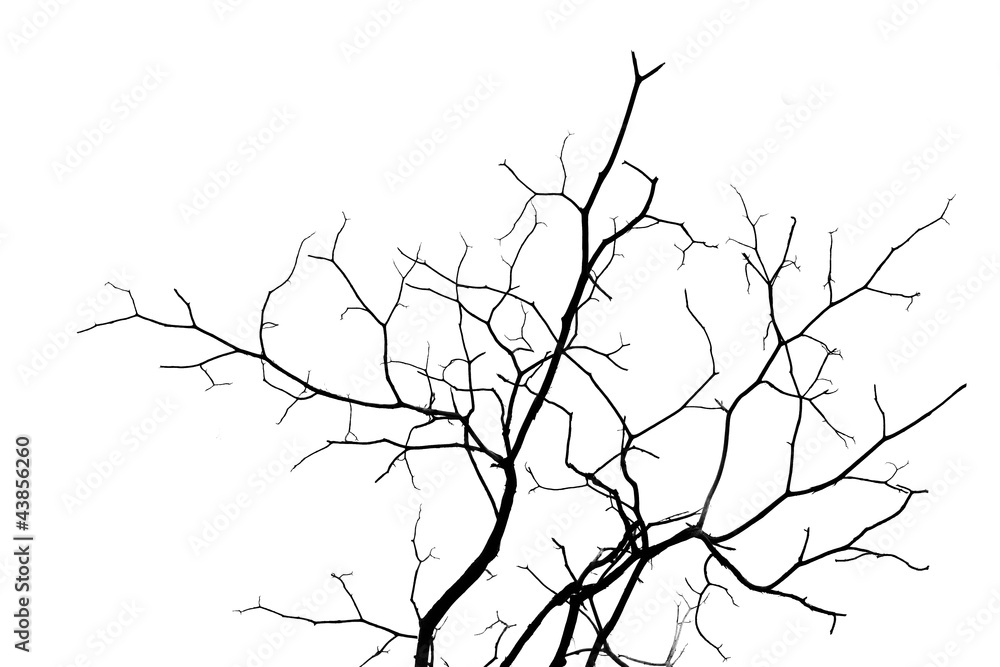 Obraz premium Dead branches