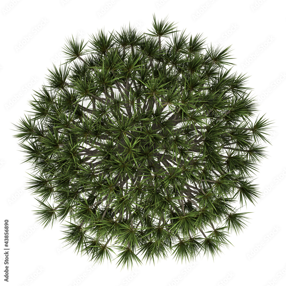 Naklejka premium top view of Canary Islands Dragon tree isolated on white