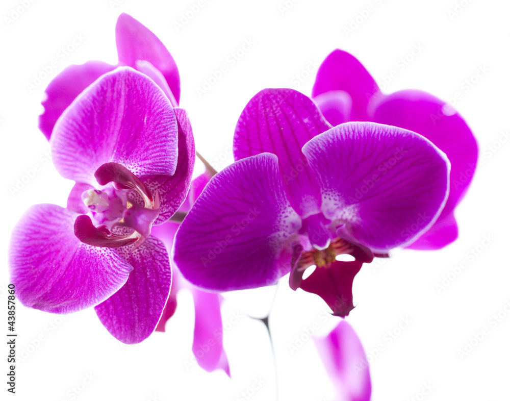 Obraz premium fioletowe orchidee dla relaksu