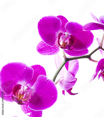 zen orchids on white background