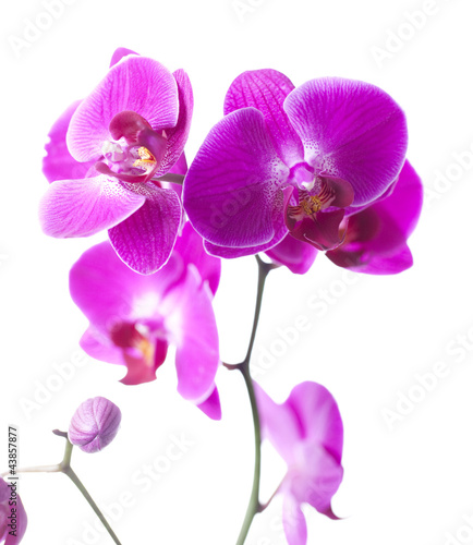 orchid luxury