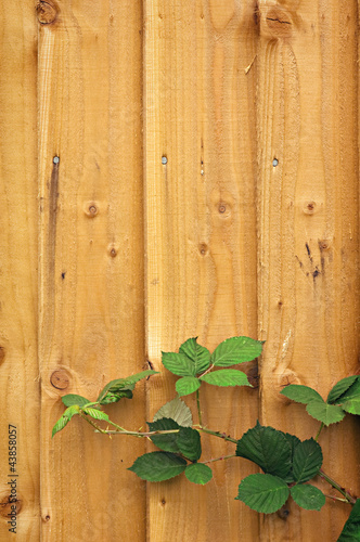 Wooden fence with blackberry leaves