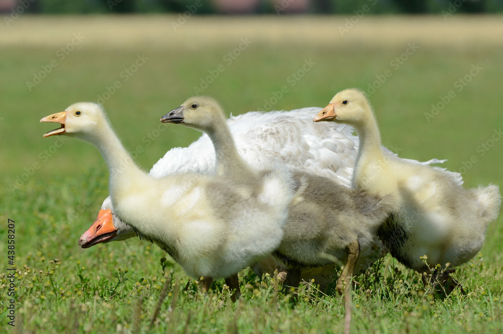 Gänse auf der Wiese Gänse auf der Wiese