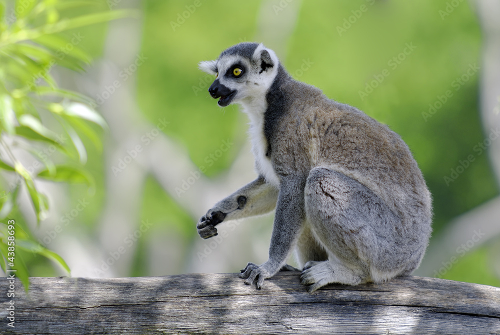 Fototapeta premium lemur