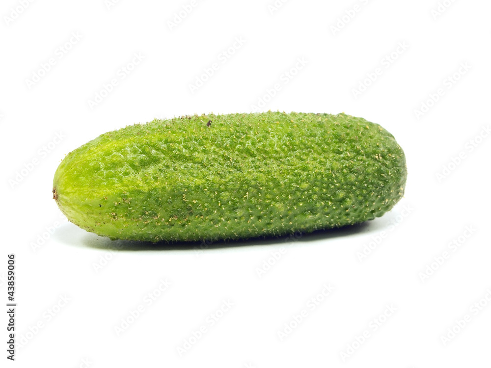 fresh organic cucumber fresh organic cucumber