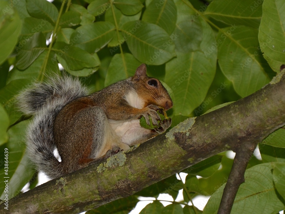 Squirrel Squirrel