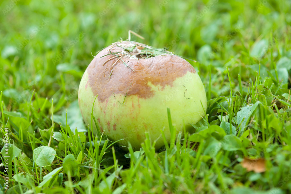 The fruits of apple trees diseased Monilinia fructicola The fruits of apple trees diseased Monilinia fructicola