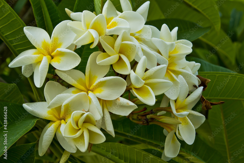 Fototapeta premium Champa flower white of thailand