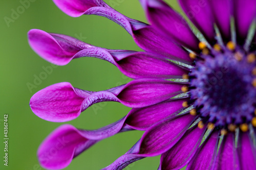 African Daisy or Osteospermum tropical flower.USA, Hawaii, Maui