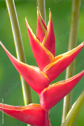 Red Heliconia flower photo