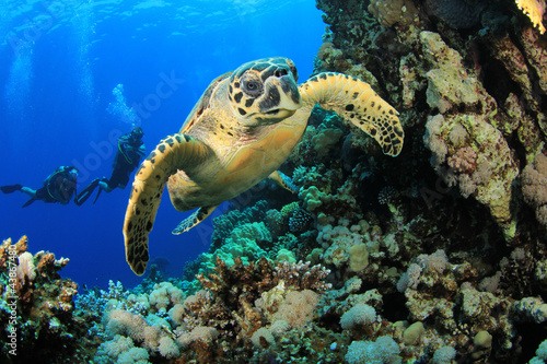 Hawksbill Turtle and Scuba Divers © Richard Carey