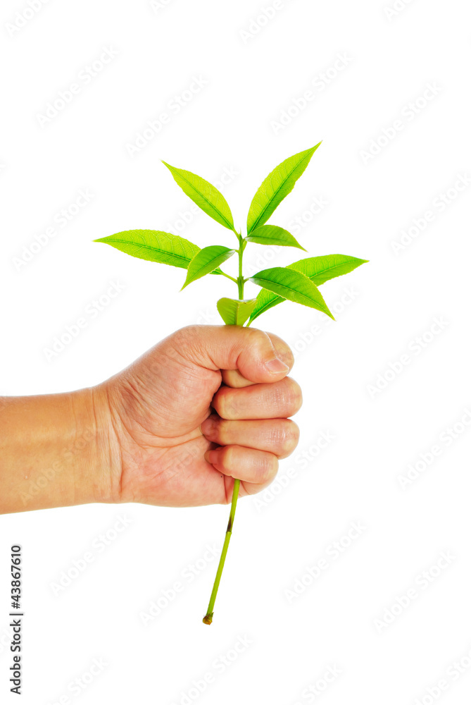 Hand holding young plant in soil on white Hand holding young plant in soil on white