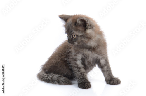 Photography a little persian kitten isolated on white
