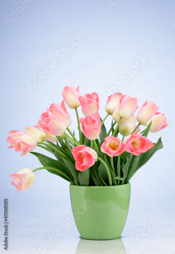 Bunch of pink tulips in a vase isolated on white background