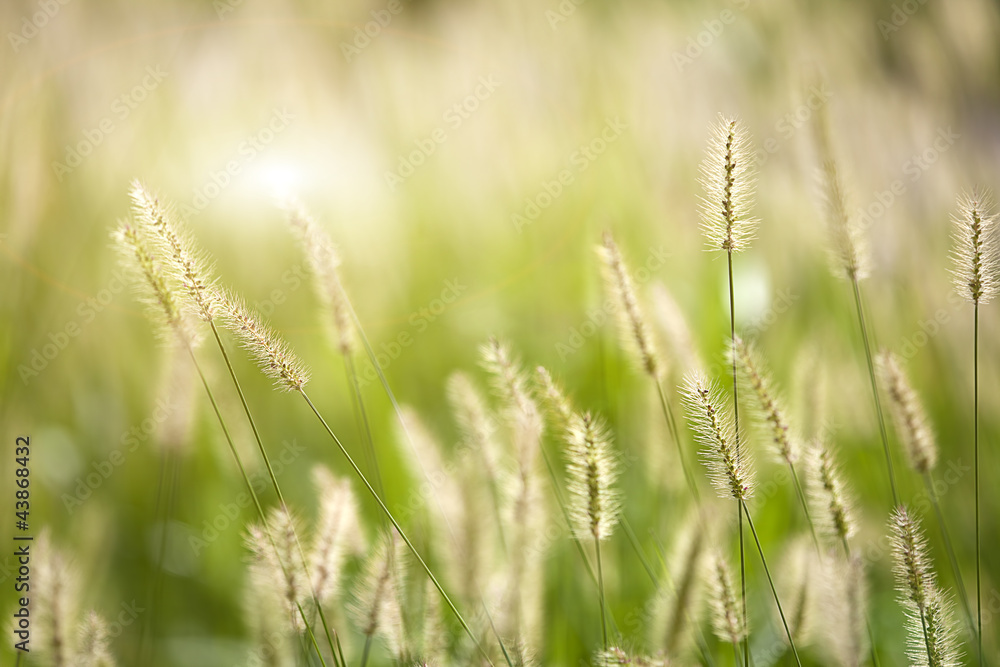 Fresh green grass nice background (Napiergrass Taishigrass) Fresh green grass nice background (Napiergrass Taishigrass)