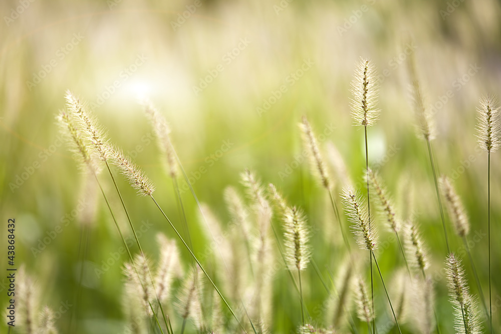 Fresh green grass nice background (Napiergrass Taishigrass)