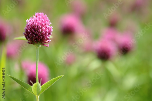 Pink clover flowers growing in the meadow