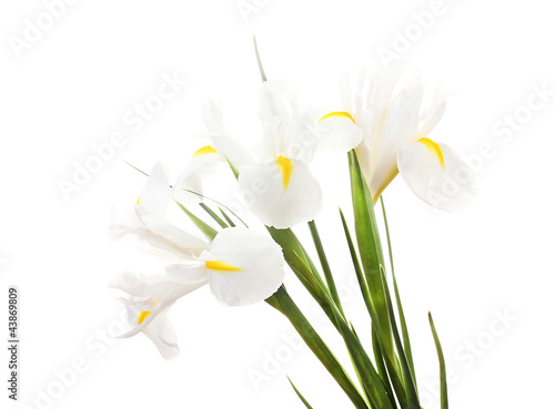 Fototapeta Naklejka Na Ścianę i Meble -  Beautiful irises isolated on white
