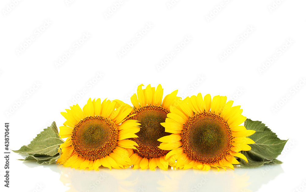 Obraz premium sunflowers isolated on white