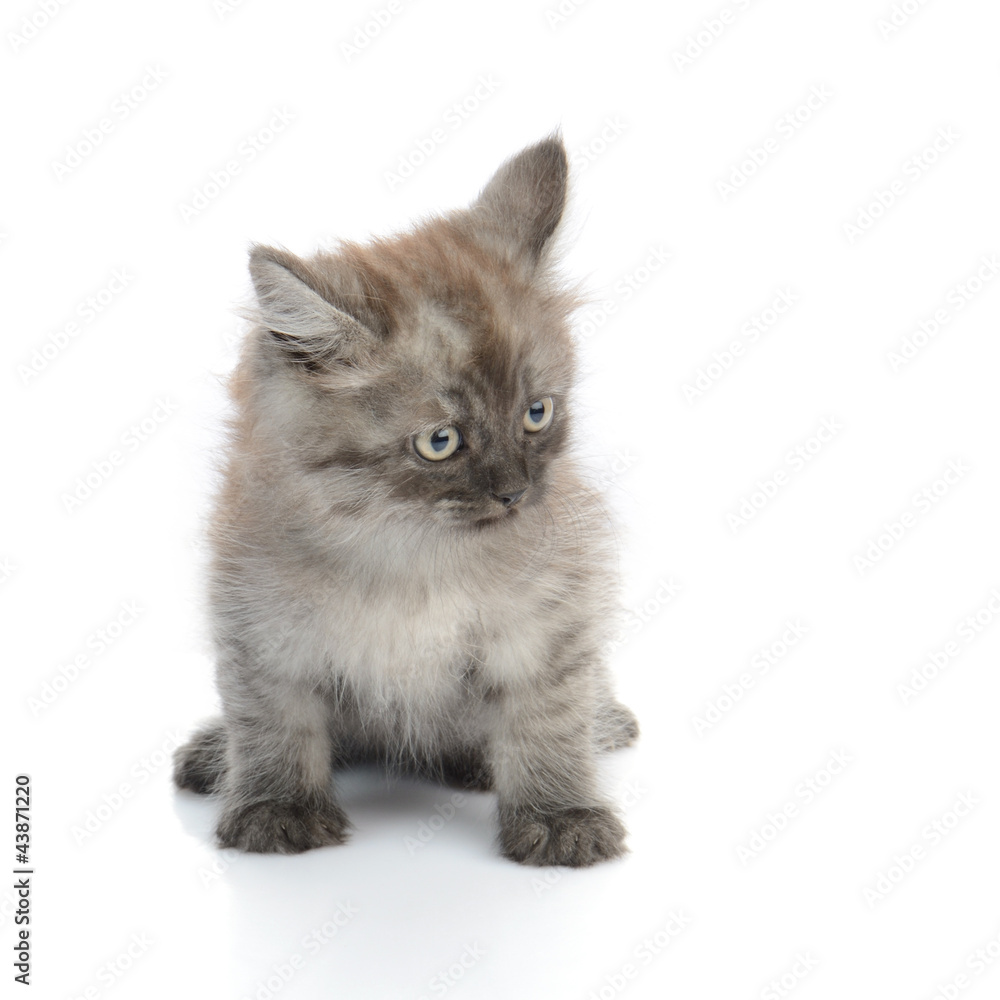 a little persian kitten isolated on white