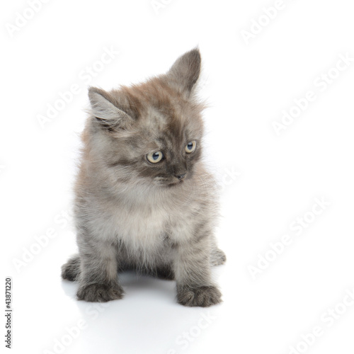 Slika na platnu a little persian kitten isolated on white