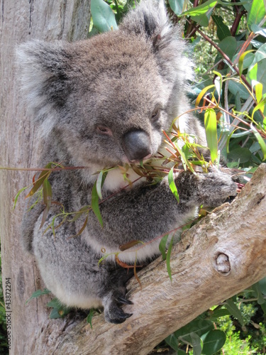 Koala beim Eukalyptus Fressen