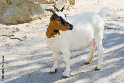 Female of dwarf goat. photo