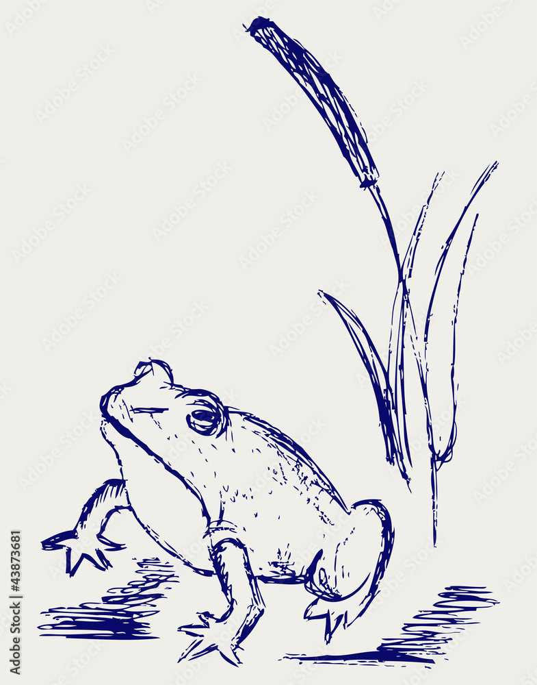Obraz premium Frog sketch. Vector