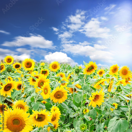 Sonnenblumen mit Sommer-Himmel