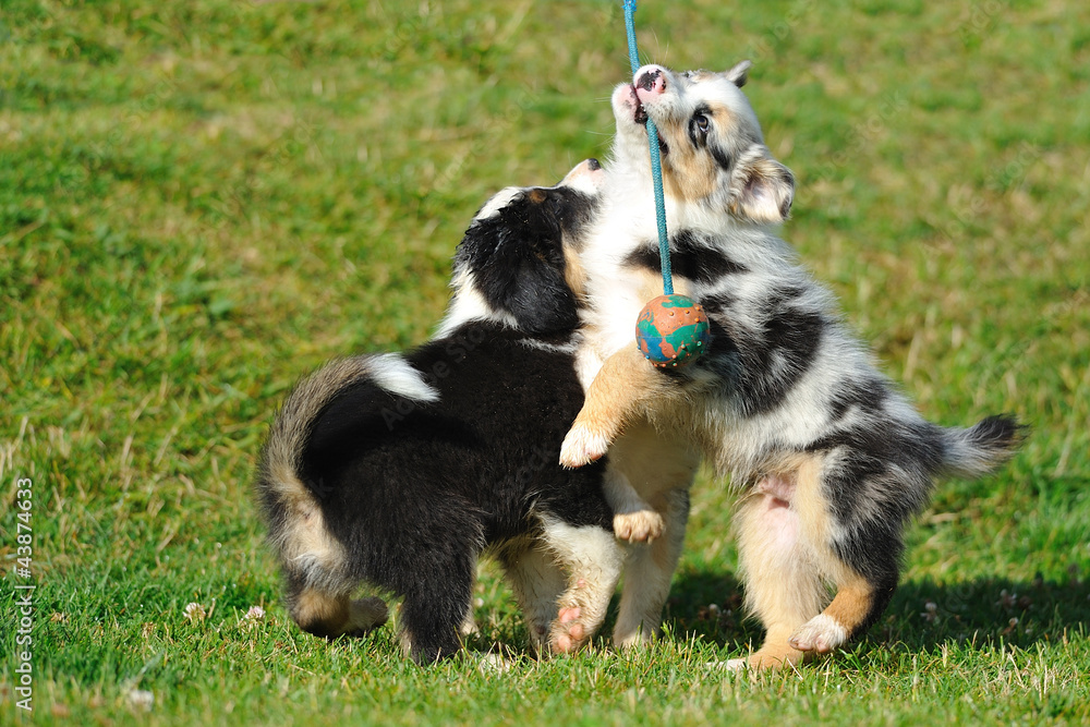Australian Shepherd aussie puppies playing with toy Australian Shepherd aussie puppies playing with toy