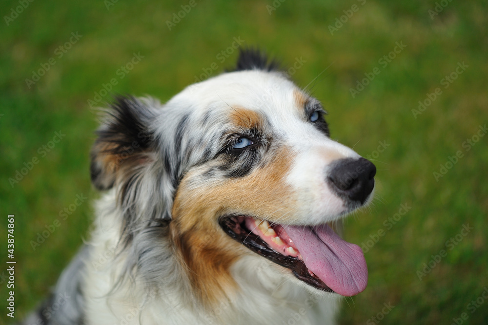 Australian Shepherd aussie