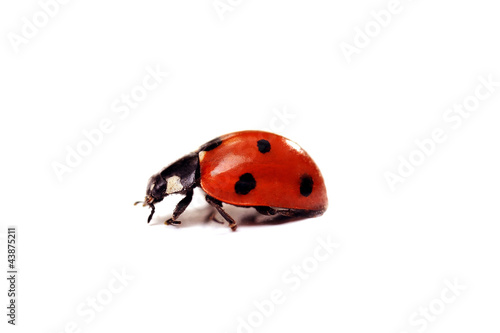 Ladybug © Denis Tabler