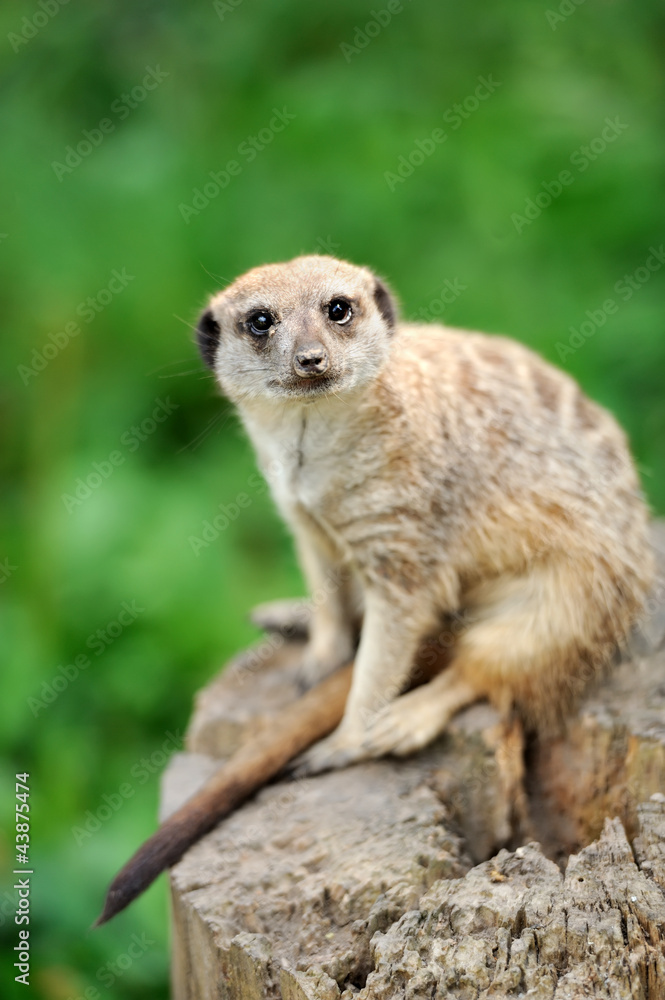 A meerkat standing upright and looking alert A meerkat standing upright and looking alert
