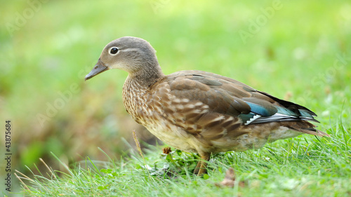 Wild duck