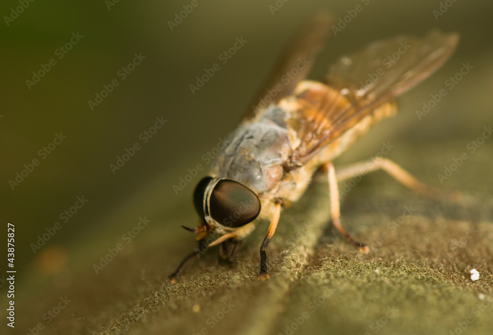 gadfly