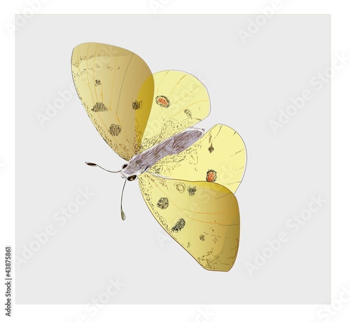 butterfly