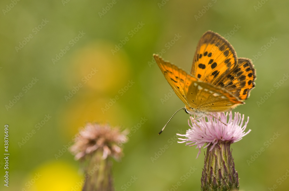 butterfly Lycaena virgaureae