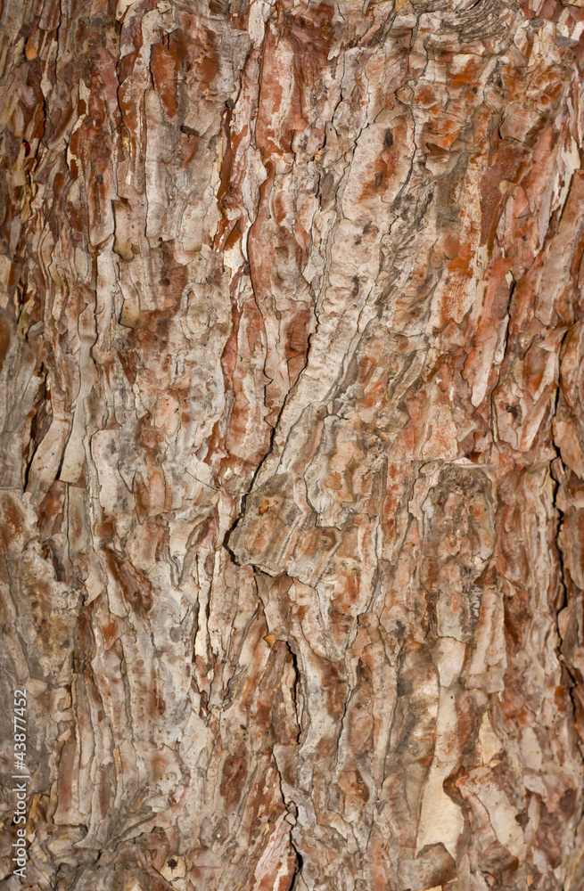 textured bark of pine tree, Phu Kradueng national park, Thailand textured bark of pine tree, Phu Kradueng national park, Thailand